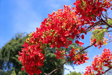 Beautiful Red Flam Boyant Tree Flowers On Blue Sky Background.