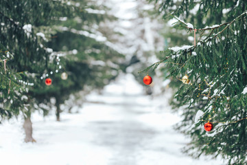 Wall Mural - decorated christmas tree with red and gold balls on blurred, sparkling background, outdoor.