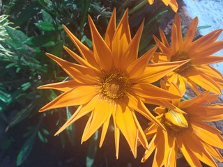 flower in the sun