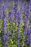 Fototapeta Lawenda - english lavender violet color floral plant blossom close up for herbal aroma farmland or use for perfume fragrance botany agriculture.
