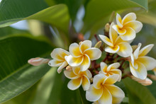 Plumeria White And Yellow Flowers In The Garden