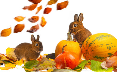 cute little rabbits, pumpkins and autumnal leaves