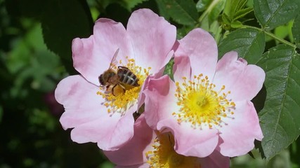 Wall Mural - a bee pollinates a flower and collects nectar in a meadow of flowers