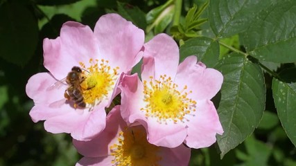 Wall Mural - a bee pollinates a flower and collects nectar in a meadow of flowers