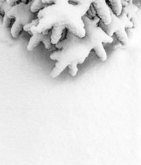 Wall Mural - Christmas winter background with a Christmas tree covered with snow on a background of snow cover top view with copy space black and white photo