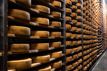 Wheels Of Cheese In A Maturing Storehouse Dairy Cellar On Wood Shelves