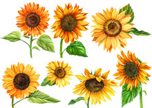 Set Of Sunflowers On A White Background, Watercolor Hand Drawing