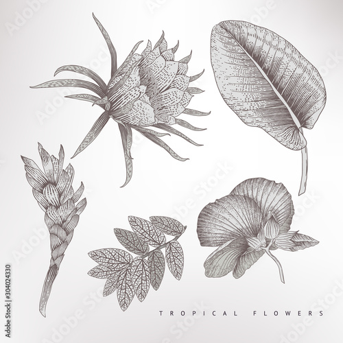Tropical flowers and leaves, vector illustratoin. Botanical art.  Engraving s...