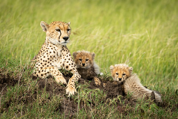 Canvas Print - Female cheetah lies near cubs on mound