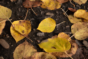 autumn leaves on the ground