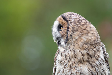 Poster - Side view profile portrait of a hybrid owl. It is a cross between a great grey gray owl and a Brown Malaysian Wood Owl  seen here against a plain clear background