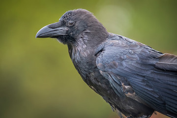 Poster - A close up profile portrait of a raven against a plain green background with copy space