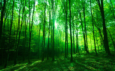 Sunlight in green forest