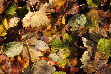 Tapis de feuilles