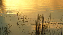 The Golden Reflections Of Sunset Light On The River Water