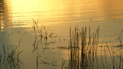 the golden reflections of sunset light on the river water