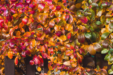  Bright red, purple, yellow leaves of black chokeberry Aronia melanocarpa. Autumn vivid natural background. Wooden hedge with multi-colored autumn leaves