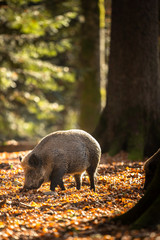  Wild Boar Or Sus Scrofa, Also Known As The Wild Swine, Eurasian Wild Pig