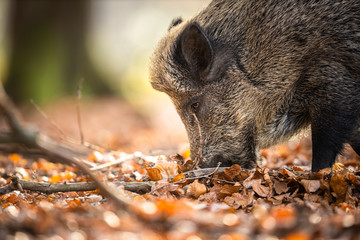  Wild Boar Or Sus Scrofa, Also Known As The Wild Swine, Eurasian Wild Pig