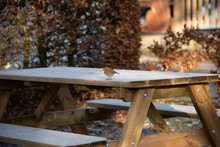 Robin On The Bench Covered In Frost