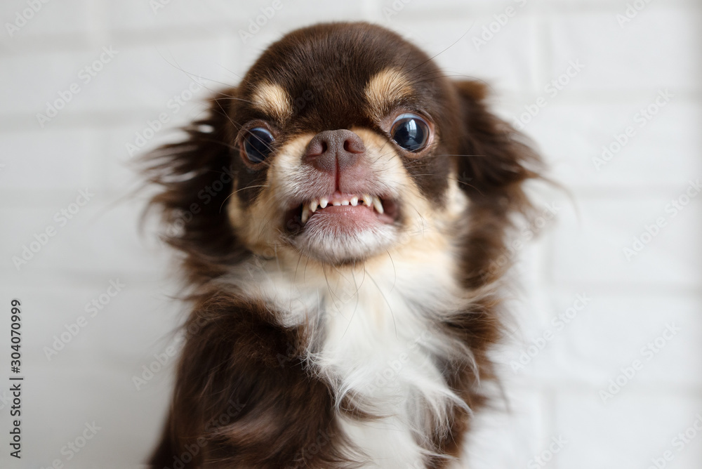 aggressive chihuahua dog snarling and looking angry - obrazy, fototapety, plakaty 