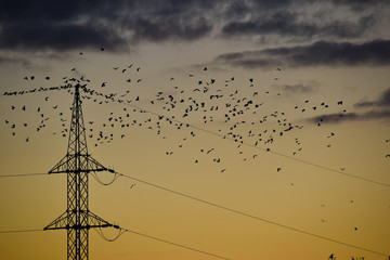 Poster - energie electricité cable fil oiseaux