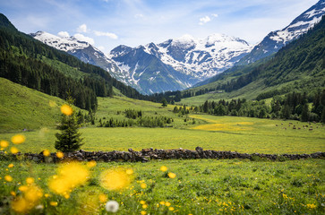 beautiful panoramic view of rural alpine landscape with cows grazing in fresh green meadows neath sn