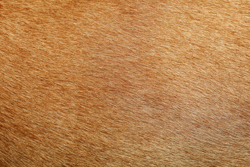 close up brown dog skin for texture and pattern.