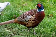 Close Up Of A Male Pheasant In Autumn