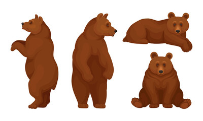 brown bears sitting and standing vector set