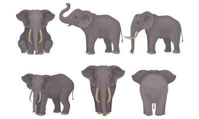 realistic detailed african huge mammals vector set