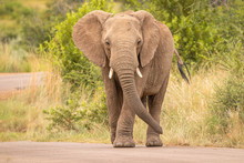 An Elephant On The Move And Walking Towards The Camera, Pilanesberg National Park, South Africa.