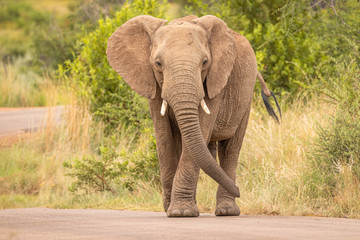 Wall Mural - an elephant on the move and walking towards the camera, pilanesberg national park, south africa.