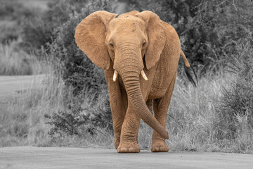 Wall Mural - an elephant on the move and walking towards the camera, pilanesberg national park, south africa.