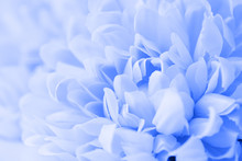 Beautiful Blue Flowers Made With Color Filters, Soft Color And Blur Style For Background