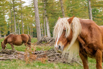 wild horses grazing in a green meadow, in the Basque country