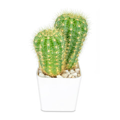 Cactus isolated on white background, Lovely green cactus, closeup cacti for decoration.