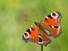 A Peacick Butterfly Sitting On A Flower On A Sunny Day In Summer