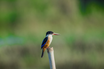 Wall Mural - Black-capped Kingfisher in Mai Po Marshes, Hong Kong (Formal Name: Halcyon pileata)