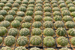 © Somchai - cactus, cactus background, cactus from Thailand country