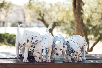 Perritos Dálmatas recién nacidos en el campo jugando