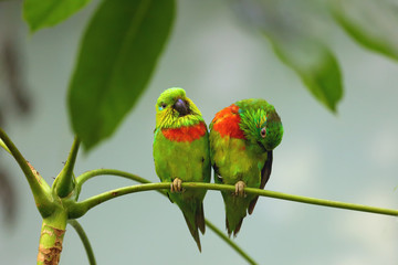 Poster - Salvadori's fig parrot ,Psittaculirostris salvadorii, pair of green parrots sitting on tropical tree in lowland forest. Two green birds in the rain forest. Birds on a tree with light green background.