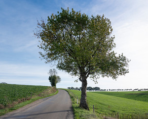 Sticker - country road with trees in dutch province of south limburg near valkenburg