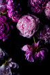 © Darina Kopcok - Close up of peony flowers