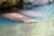 © BenOPhoto - Hippopotamus in water at the zoo