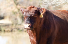 Angry Red Bull, Red Angus Beef Cattle Bull With Mad Expression