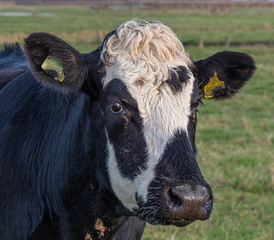 Sticker - Cattle Grazing on marshland