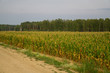 Corn plantations in endless fields. Summer landscape.