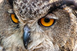 close up portrait of an eurasian eagle owl