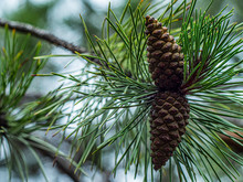 Two Pine Cones On A Pine Branch